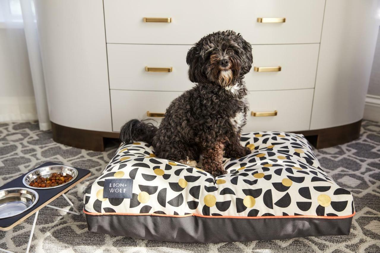 The Whitney Hotel Boston Zewnętrze zdjęcie A dog on a dog bed